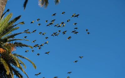 Are Birds Harming Your Palm Trees?