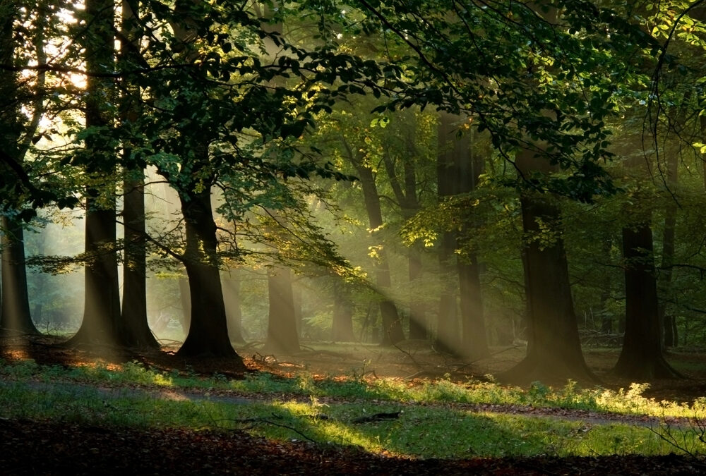 naples-fl-tree-care-myths