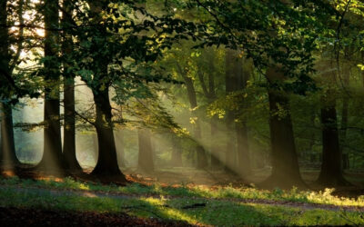 Tree Care Myths Naples Homeowners Should Know