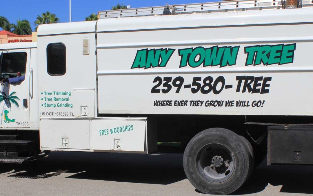 anytown-tree-service-company-best-naples-fl