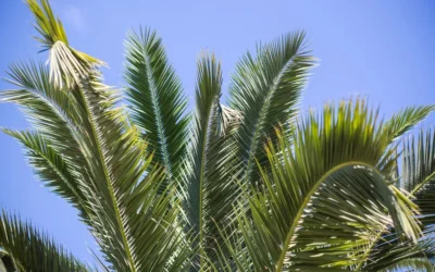 Reasons Why Not To Remove A Palm Tree