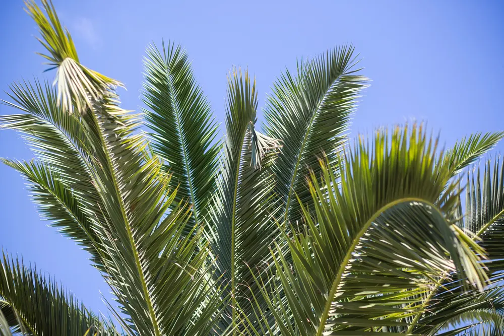 palm-tree-removal-naples-fl