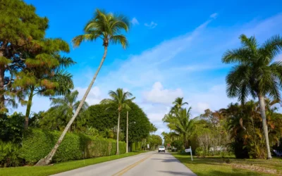 South Florida’s Drought Is Taking a Toll on Trees: How to Protect Your Landscape from Heat Stress