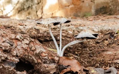 Why Trees Decline During South Florida’s Rainy Season