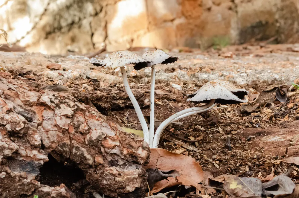 tree-root-rot-stress-mushroom-sign-naples-fl