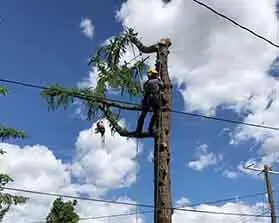 box1-new towntree tree Dangerous Work-1