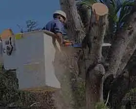 box3-new towntree tree Dangerous Work-3
