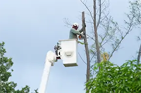 tree-trimming tree trimming